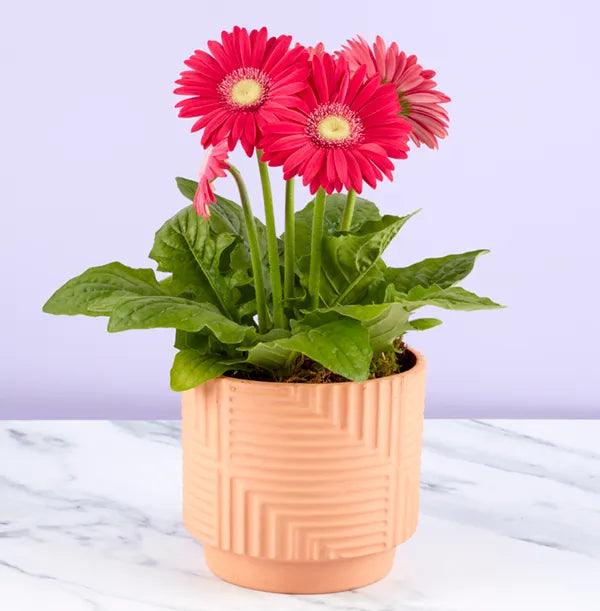 Terracotta Ceramic Planter with Geometric Pattern - Image 2