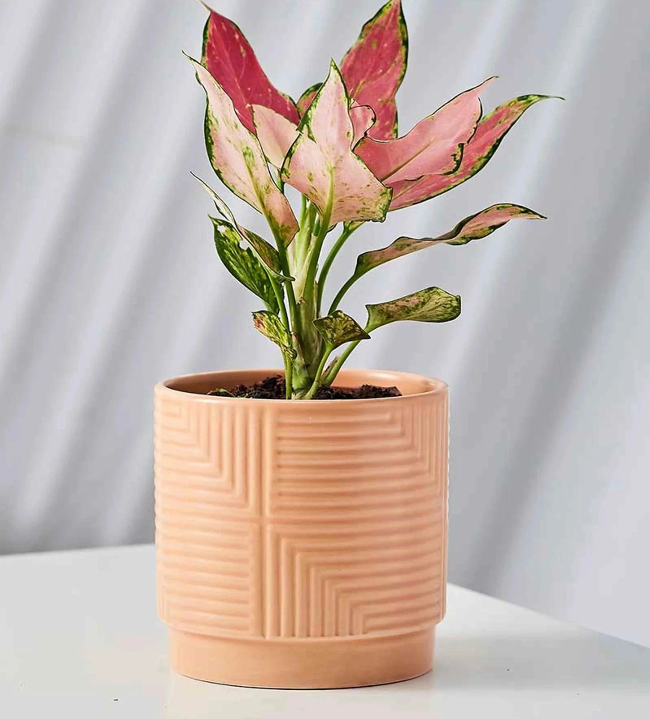 Terracotta Ceramic Planter with Geometric Pattern - Image 3