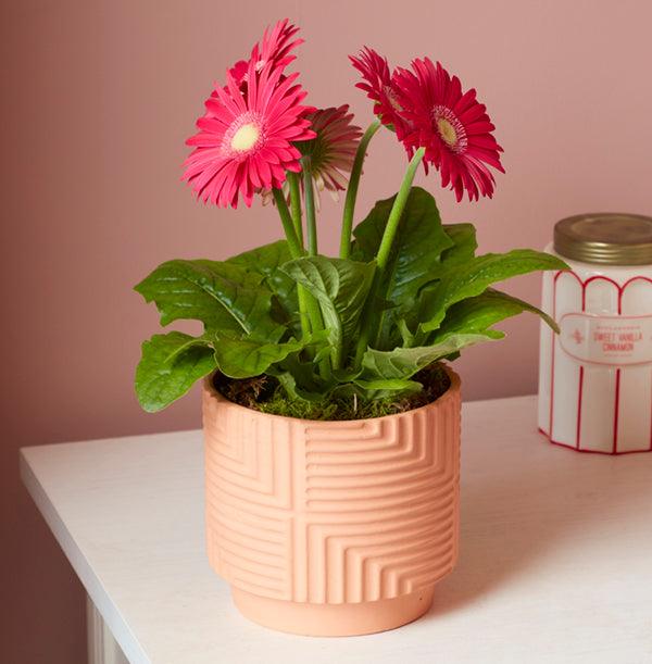 Terracotta Ceramic Planter with Geometric Pattern - Image 4
